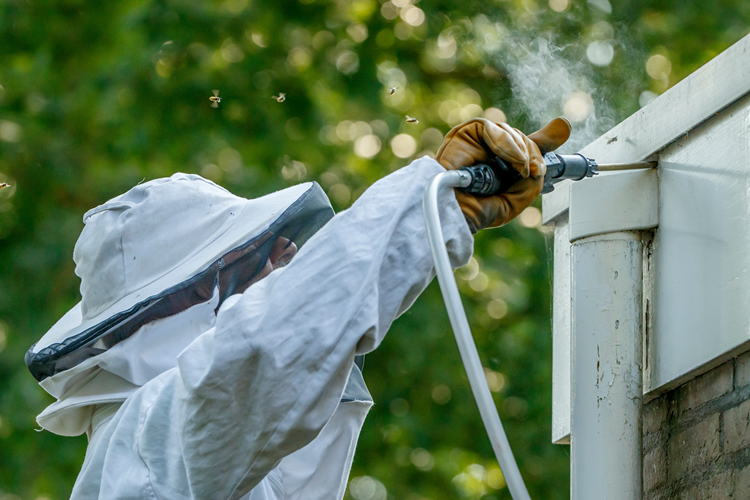 Wasp Nest Removal Kent | Safe Nest Treatment | Protego Pest Control